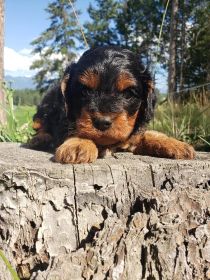 CAVAPOO PUPPIES