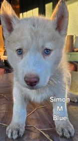 PUREBRED HUSKY PUPPIES 10 WEEKS OLD