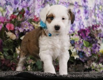 MINIATURE AUSTRALIAN SHEPHERD CROSSED WITH MINIATURE POODLE 