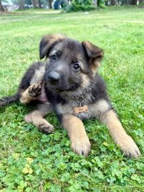 PUPPIES LOOKING FOR NEW HOMES