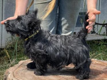 AKC SCOTTISH TERRIER PUPPIES