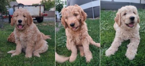 3 MALE F1B GOLDENDOODLES