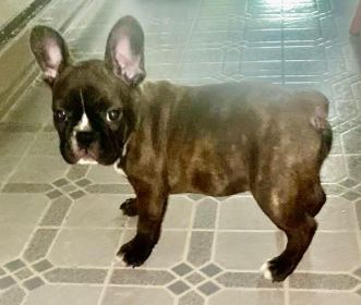 FRENCHTONS: 3/4 FRENCH BULLDOG, 1/4 BOSTON TERRIER