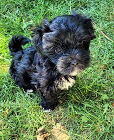ADORABLE BLACK & WHITE MORKIE