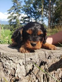 CAVAPOO PUPPIES
