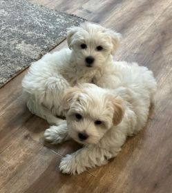 TWO LEFT COTON DE TULEAR 