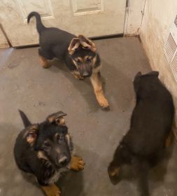 PUREBRED GERMAN SHEPHERD PUPPIES