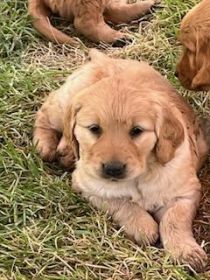 PUREBRED GOLDEN RETRIEVER PUPPIES