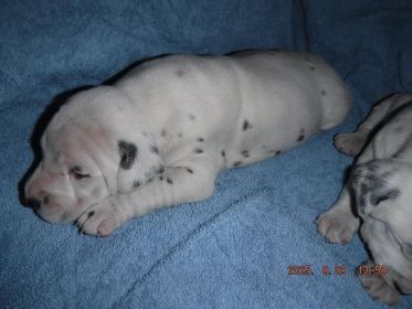 DALMATIAN PUPPIES 