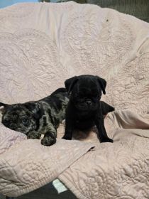 PUG PUPPIES