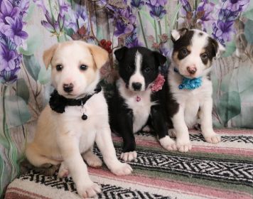 HOME RAISED PUREBRED BORDER COLLIE PUPPIES