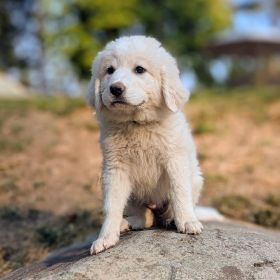 LIVESTOCK GUARDIAN PUPPIES