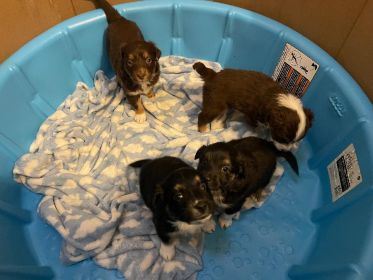 BEAUTIFUL MINIATURE AUSTRALIAN SHEPHERD PUPPIES