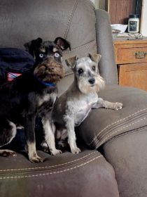 HANDSOME CHOCOLATE & CREAM MINIATURE SCHAUZER MALE