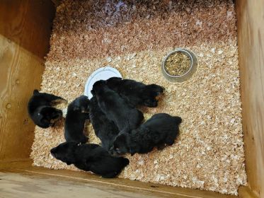 PUREBRED ROTTWEILER PUPPIES 