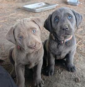 LABRADOR PUPPIES