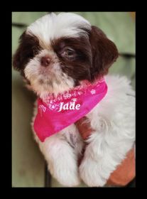 RARE GREEN EYED SHIH TZU PUPPIES