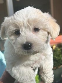 TWO LEFT COTON DE TULEAR
