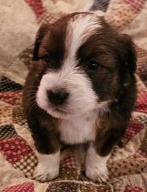 CHOCOLATE AUSSIE/ RED HEELER PUPPIES