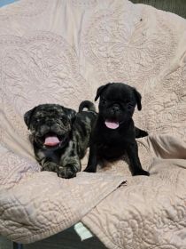 PUG PUPPIES