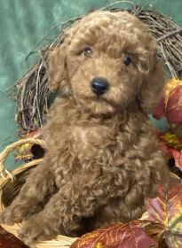 COCKAPOO & MINIATURE POODLE PUPPIES!