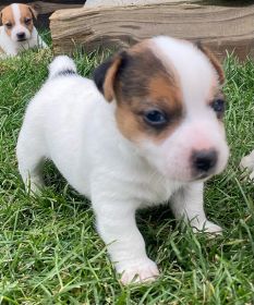REG. JACK RUSSELL TERRIER PUPPIES