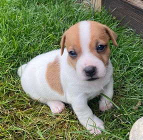 REG. JACK RUSSELL TERRIER PUPPIES