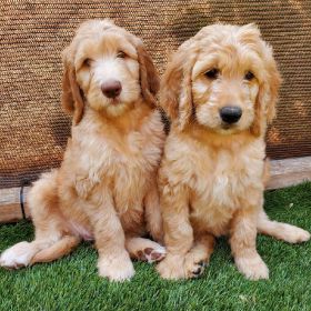 SWEET GOLDEN DOODLES