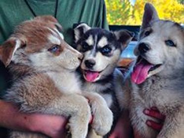 PUREBRED HUSKY PUPPIES 9 WEEKS OLD.