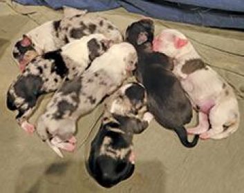3/4 CORGI, 1/4 MINI AUSSIE PUPPIES 
