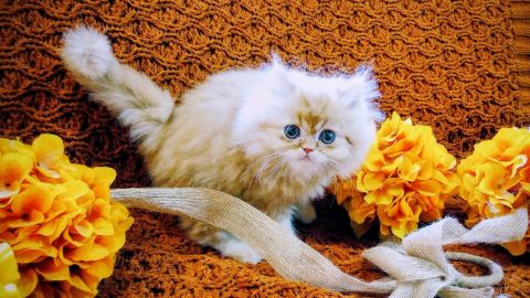 BEAUTIFUL PERSIAN KITTENS