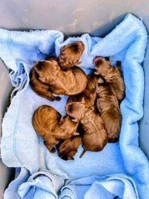 CHOCOLATE LAB PUPPIES