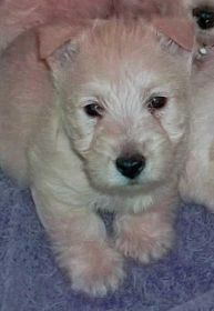 AKC REG. SCOTTISH TERRIER PUPPIES
