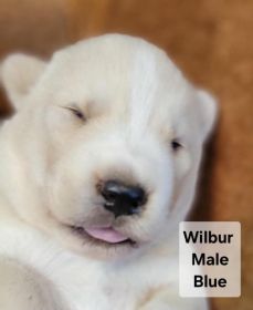 PUREBRED HUSKY PUPPIES READY AUGUST 25.