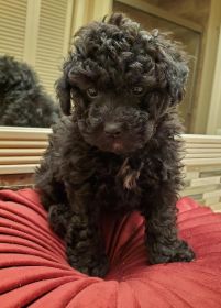 AKC TOY POODLE