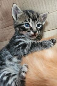 8 WEEK OLD KITTENS