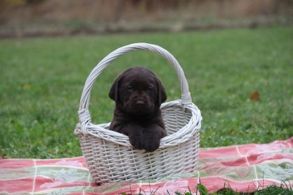 ADORABLE SPRINGADOR PUPPIES