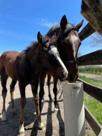 LIVESTOCK DRINKING POST