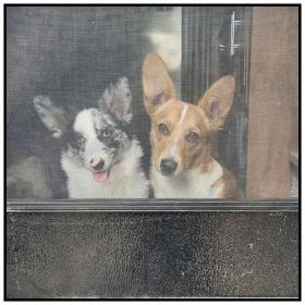 3/4 CORGI, 1/4 MINI AUSSIE PUPPIES 