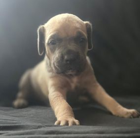 AKC CANE CORSO PUPPIES