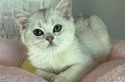 BRITISH KITTENS 