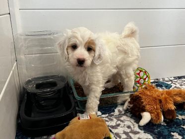 MINI BERNEDOODLE PUPPIES AVAILABLE