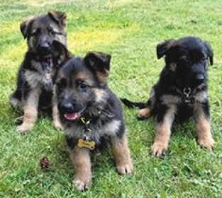PUPPIES LOOKING FOR NEW HOMES