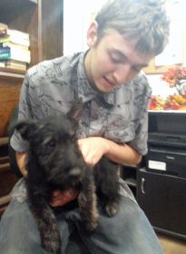 AKC REG. BRINDLE FEMALE SCOTTISH TERRIER