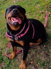 ROTTWEILER PUPPIES