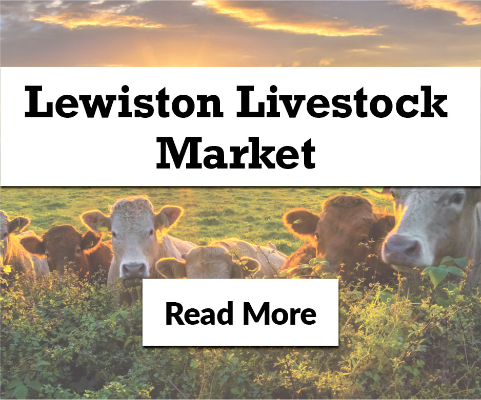 SPECIAL FEEDER SALE - MAY 14