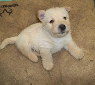 AKC REG. SCOTTISH TERRIER PUPPIES