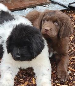 NEWFOUNDLAND PUPPIES
