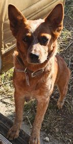 CHOCOLATE AUSSIE/ RED HEELER PUPPIES