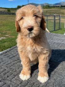 DOODLE PUPPIES